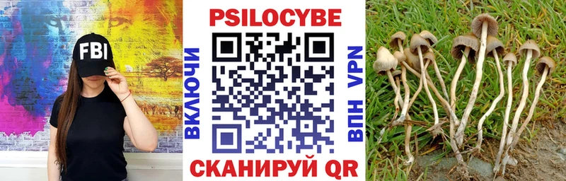 Галлюциногенные грибы Psilocybine cubensis  Андреаполь 
